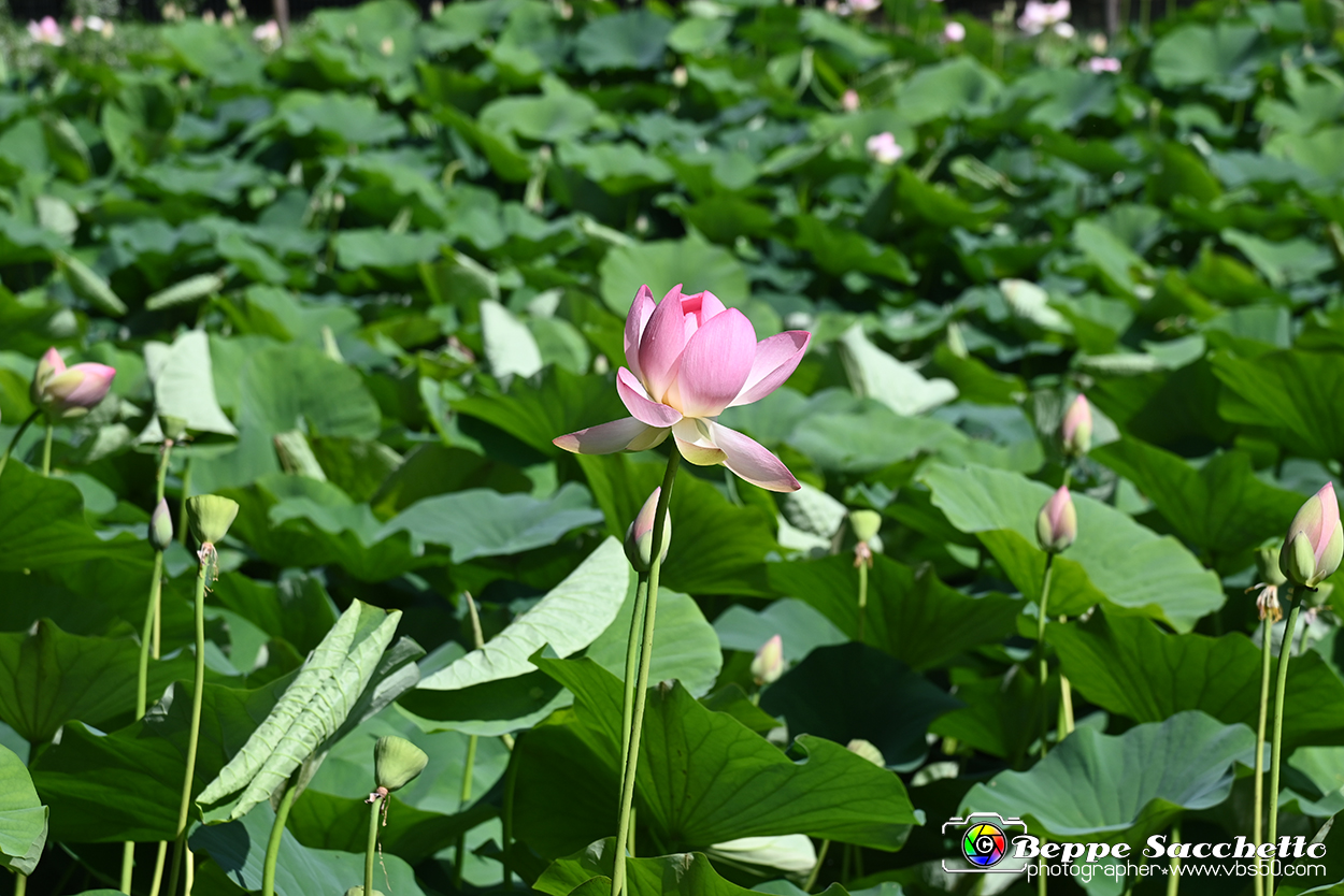 VBS_4625 - Fioritura loto a Vezza d'Alba.jpg